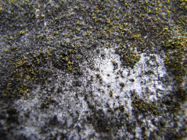 macro n.1