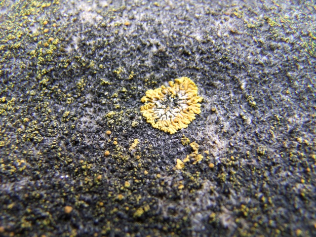 licheni